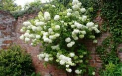 Chinese Snowball Viburnum Bush - 6 Pack Of 1 Gallon Pots 13 Chinese Snowball Viburnum Bush - 6 Pack Of 1 Gallon Pots -Wilson Bros Gardens Shop Picture Viburnum Chinese Snowball Espalier 4
