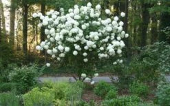 Chinese Snowball Viburnum Bush - 3 Gallon Pot -Wilson Bros Gardens Shop Picture Viburnum Chinese Snowball Tree 1 3