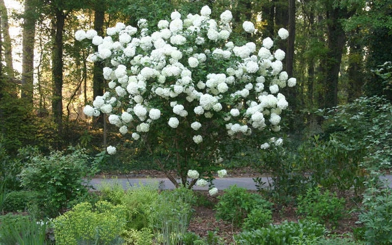 Chinese Snowball Viburnum Bush - 6 Pack Of 1 Gallon Pots 7 Chinese Snowball Viburnum Bush - 6 Pack Of 1 Gallon Pots - Image 7