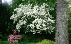 Chinese Snowball Viburnum Bush - 7 Gallon Pot (2-3') -Wilson Bros Gardens Shop Picture Viburnum Chinese Snowball Tree 2 1