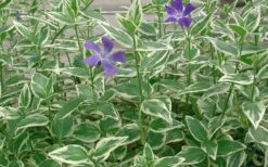 Variegated Bigleaf Periwinkle - Vinca Major 'Variegata' - 10 Pack Of Pint Pots -Wilson Bros Gardens Shop Picture Vinca Major Variegated 4