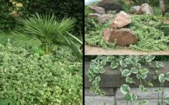 Variegated Bigleaf Periwinkle - Vinca Major 'Variegata' - 10 Pack Of Pint Pots -Wilson Bros Gardens Shop Picture Vinca Major Variegated 6