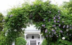 Amethyst Falls Wisteria Vine - 2 Gallon Pot -Wilson Bros Gardens Shop Picture Wisteria Amethyst Falls 1 2