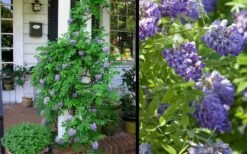 Amethyst Falls Wisteria Vine - 3 Gallon Pot -Wilson Bros Gardens Shop Picture Wisteria Amethyst Falls 2 3