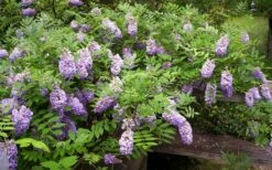 Amethyst Falls Wisteria Vine - 5 Gallon Pot -Wilson Bros Gardens Shop Picture Wisteria Amethyst Falls 5 1