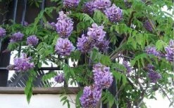 Amethyst Falls Wisteria Vine - 2 Gallon Pot -Wilson Bros Gardens Shop Picture Wisteria Amethyst Falls Vine 1 2