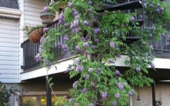 Amethyst Falls Wisteria Vine - 5 Gallon Pot -Wilson Bros Gardens Shop Picture Wisteria Amethyst Falls Vine 2