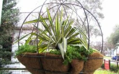 Color Guard Yucca - 6 Pack Of 1 Gallon Pots -Wilson Bros Gardens Shop Picture Yucca Color Guard Basket 1