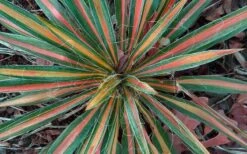 Color Guard Yucca - 1 Gallon Pot 12 Color Guard Yucca - 1 Gallon Pot -Wilson Bros Gardens Shop Picture Yucca Color Guard Fall Color 2