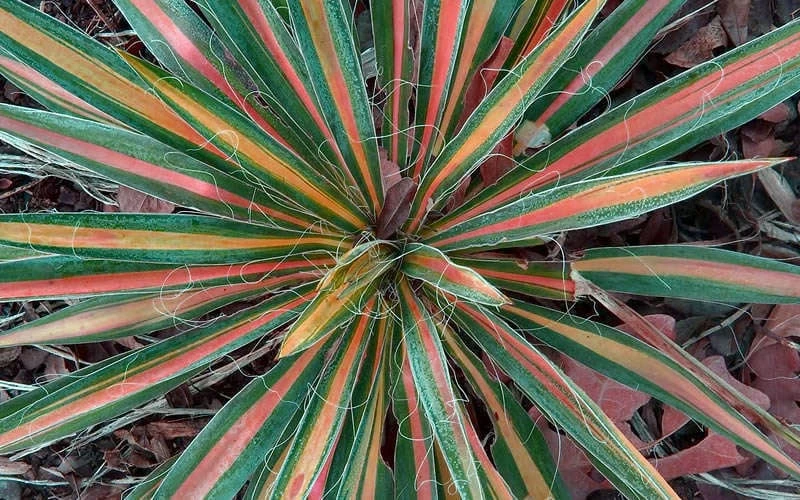 Color Guard Yucca - 1 Gallon Pot 5 Color Guard Yucca - 1 Gallon Pot - Image 5