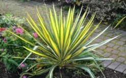 Color Guard Yucca - 6 Pack Of 1 Gallon Pots -Wilson Bros Gardens Shop Picture Yucca Color Guard Plant