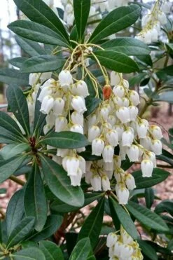Mountain Snow Pieris - 1 Gallon Pot -Wilson Bros Gardens Shop Pieris Mountain Snow 10 1