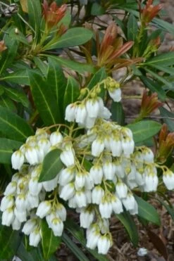 Mountain Snow Pieris - 3 Gallon Pot -Wilson Bros Gardens Shop Pieris Mountain Snow 12 2