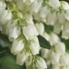 Mountain Snow Pieris - 3 Gallon Pot