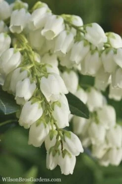 Mountain Snow Pieris - 2 Gallon Pot