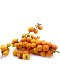 Jelly Palm (Butia Capitata) -Wilson Bros Gardens Shop Pindo Palm fruit white background