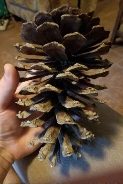 Southern Yellow Long Leaf Pine Tree (Pinus Palustris) - 3 Gallon Pot -Wilson Bros Gardens Shop Pine Southern Yellow Long Leaf 3