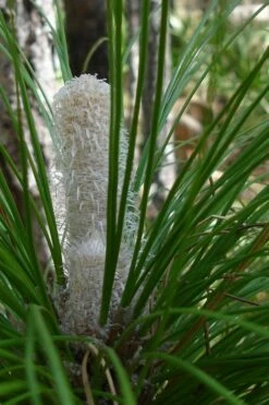 Southern Yellow Long Leaf Pine Tree (Pinus Palustris) - 3 Gallon Pot -Wilson Bros Gardens Shop Pine Southern Yellow Long Leaf 5