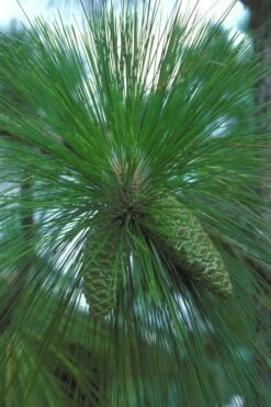 Southern Yellow Long Leaf Pine Tree (Pinus Palustris) - 3 Gallon Pot -Wilson Bros Gardens Shop Pine Southern Yellow Long Leaf 7