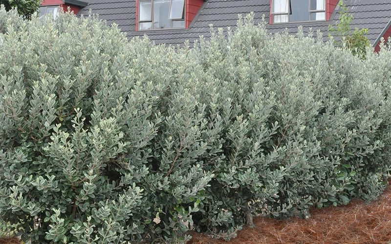 Bambina Dwarf Pineapple Guava (Feijoa Sellowiana ' Tharfiona') - 3 Gallon Pot 6 Bambina Dwarf Pineapple Guava (Feijoa Sellowiana ' Tharfiona') - 3 Gallon Pot - Image 6