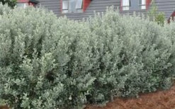 Pineapple Guava - Feijoa Sellowiana - 3 Gallon Pot -Wilson Bros Gardens Shop Pineapple Guava Hedge 3