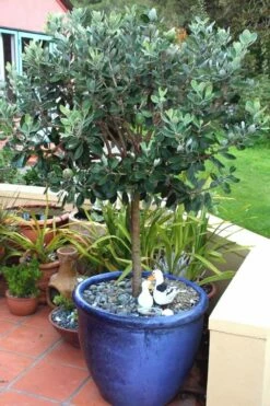 Pineapple Guava - Feijoa Sellowiana - 3 Gallon Pot -Wilson Bros Gardens Shop Pineapple Guava In Pot 500x750 2