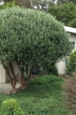 Pineapple Guava -Feijoa Sellowiana - 7 Gallon Pot -Wilson Bros Gardens Shop Pineapple Guava Tree 21