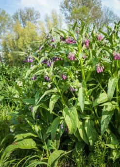 Comfrey (Symphytum Uplandicum) -Wilson Bros Gardens Shop Pink And Purple Blooming Common Comfrey Plants From Close