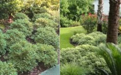 Mojo Dwarf Variegated Pittosporum - 2 Gallon Pot -Wilson Bros Gardens Shop Pittosporum Mojo 6 1