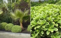 Mojo Dwarf Variegated Pittosporum - 2 Gallon Pot -Wilson Bros Gardens Shop Pittosporum Mojo 7 1
