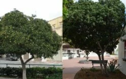 Green Pittosporum (Japanese Mock Orange) - 3 Gallon Pot -Wilson Bros Gardens Shop Pittosporum Tree Form