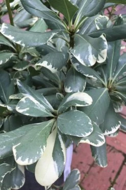 Variegated Pittosporum - Japanese Mock Orange - 1 Gallon Pot