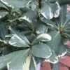 Variegated Pittosporum (Japanese Mock Orange) - 3 Gallon Pot