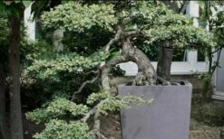 Variegated Pittosporum (Japanese Mock Orange) - 3 Gallon Pot -Wilson Bros Gardens Shop Pittosporum Variegated Bonsai