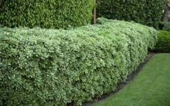 Variegated Pittosporum (Japanese Mock Orange) - 3 Gallon Pot -Wilson Bros Gardens Shop Pittosporum variegated 50