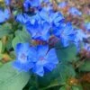 Hardy Blue Plumbago (Ceratostigma Plumbaginoides) - 5 Pack Of Quart Pots