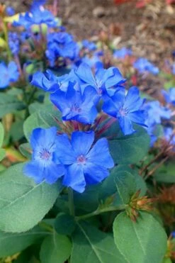 Hardy Blue Plumbago (Ceratostigma Plumbaginoides) - 5 Pack Of Quart Pots