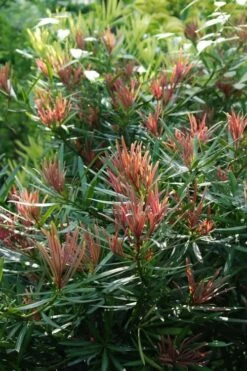 Emerald Flame Podocarpus Macrophyllus (Japanese Yew) - 3 Gallon Pot 7 Emerald Flame Podocarpus Macrophyllus (Japanese Yew) - 3 Gallon Pot -Wilson Bros Gardens Shop Podocarpus Emerald Flame 1