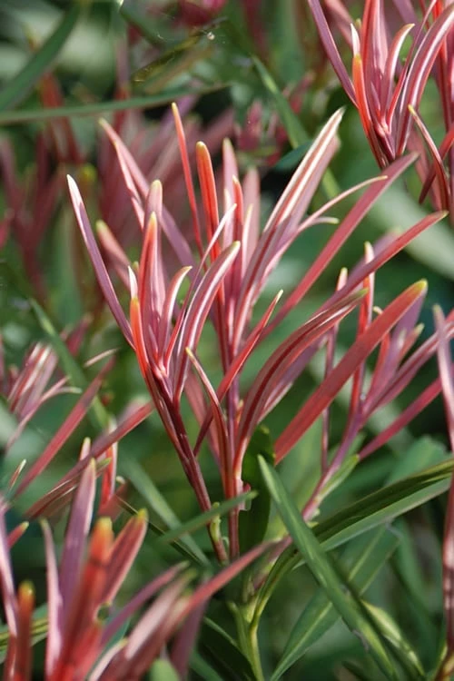 Emerald Flame Podocarpus Macrophyllus (Japanese Yew) - 3 Gallon Pot 1 Emerald Flame Podocarpus Macrophyllus (Japanese Yew) - 3 Gallon Pot