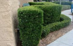 Maki Podocarpus Columnar Yew - 3 Gallon Pot 15 Maki Podocarpus Columnar Yew - 3 Gallon Pot -Wilson Bros Gardens Shop Podocarpus Maki 1