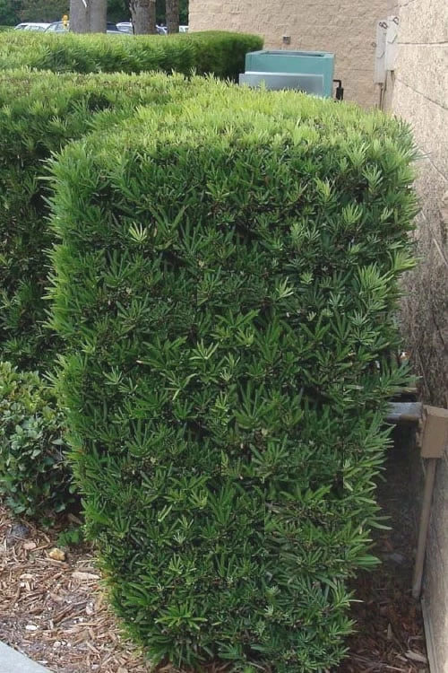 Maki Podocarpus Columnar Yew - 3 Gallon Pot 8 Maki Podocarpus Columnar Yew - 3 Gallon Pot - Image 8