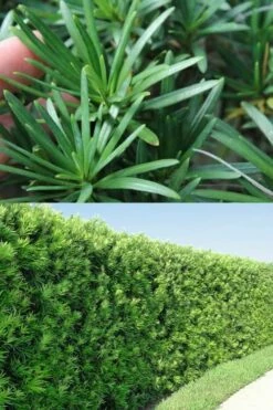 Maki Podocarpus Columnar Yew - 3 Gallon Pot 16 Maki Podocarpus Columnar Yew - 3 Gallon Pot -Wilson Bros Gardens Shop Podocarpus Maki 2 500x750 1