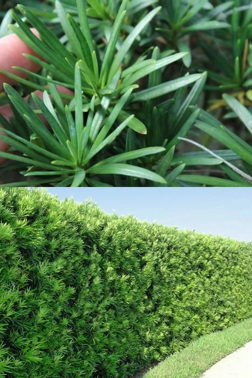 Maki Podocarpus Columnar Yew - 3 Gallon Pot 7 Maki Podocarpus Columnar Yew - 3 Gallon Pot - Image 7