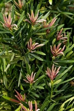 Mood Ring Podocarpus Macrophyllus - 2 Gallon Pot 8 Mood Ring Podocarpus Macrophyllus - 2 Gallon Pot -Wilson Bros Gardens Shop Podocarpus Mood Ring 1