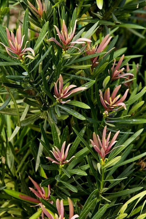 Mood Ring Podocarpus Macrophyllus - 2 Gallon Pot 4 Mood Ring Podocarpus Macrophyllus - 2 Gallon Pot - Image 4