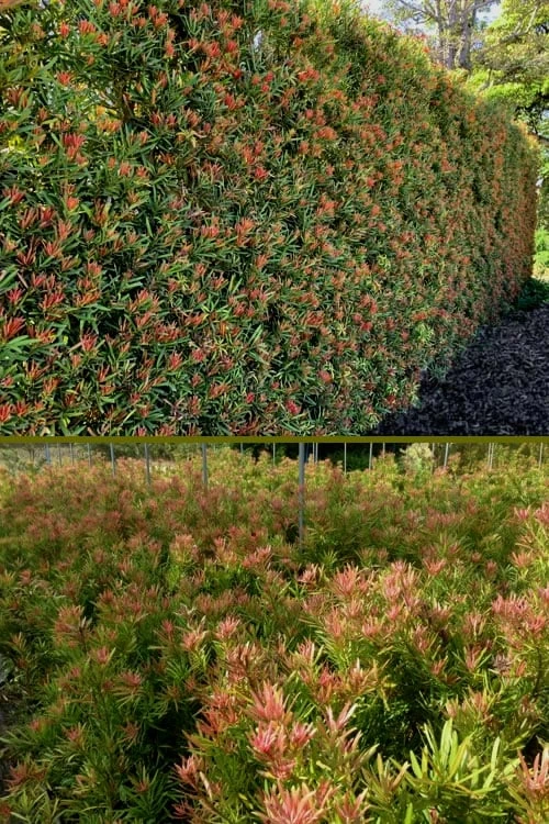 Mood Ring Podocarpus Macrophyllus - 2 Gallon Pot 1 Mood Ring Podocarpus Macrophyllus - 2 Gallon Pot