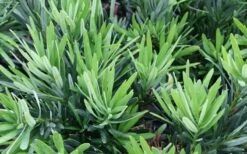 Pringles Dwarf Podocarpus Yew - 1 Gallon Pot -Wilson Bros Gardens Shop Podocarpus Pringles 2