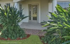 Pringles Dwarf Podocarpus Yew - 1 Gallon Pot -Wilson Bros Gardens Shop Podocarpus Pringles 21