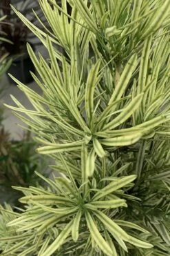 Roman Candles Podocarpus Macrophyllus - 3 Gallon Pot