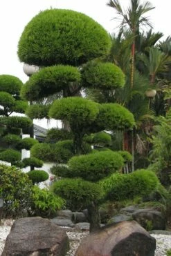Podocarpus Macrophyllus Upright Yew - 3 Gallon Pot -Wilson Bros Gardens Shop Podocarpus Upright Yew 10 2